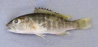 Image result for Lutjanus novemfasciatus