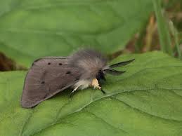 Attēlu rezultāti vaicājumam “Diaphora mendica”