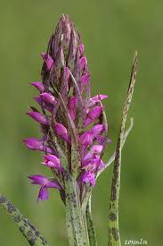 Attēlu rezultāti vaicājumam “Dactylorhiza cruenta flower”