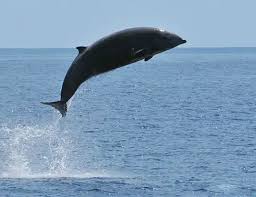 Image result for Ziphius cavirostris