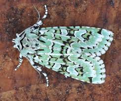 Attēlu rezultāti vaicājumam “Griposia aprilina”