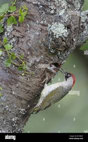 Attēlu rezultāti vaicājumam “Picus viridis nest”