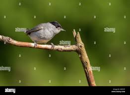 Attēlu rezultāti vaicājumam “Sylvia atricapilla male”