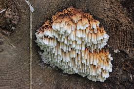 Attēlu rezultāti vaicājumam “Pycnoporellus alboluteus”