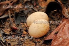 Attēlu rezultāti vaicājumam “Caprimulgus europaeus eggs”