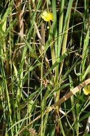 Attēlu rezultāti vaicājumam “Ranunculus lingua”