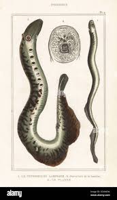 Attēlu rezultāti vaicājumam “Lampetra planeri”