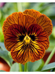 Image result for Hornveilchen