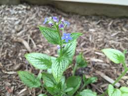 Attēlu rezultāti vaicājumam “Brunnera macrophylla flower”