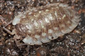 Attēlu rezultāti vaicājumam “Oniscus asellus”