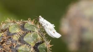 Attēlu rezultāti vaicājumam “Sternorrhyncha”