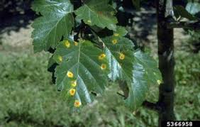 Attēlu rezultāti vaicājumam “Gymnosporangium sp.”
