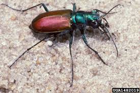 Attēlu rezultāti vaicājumam “Cicindela sylvatica imago”