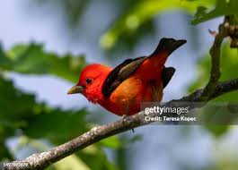 Image result for Piranga olivacea