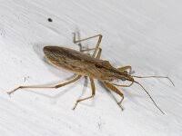 Attēlu rezultāti vaicājumam “Nabis limbatus”