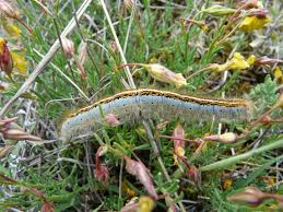 Attēlu rezultāti vaicājumam “Malacosoma castrensis”