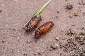 Attēlu rezultāti vaicājumam “Scardia boletella pupa”