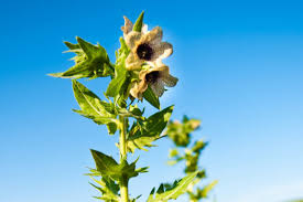 Image result for bilsenkraut