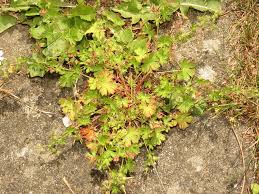 Attēlu rezultāti vaicājumam “Geranium pusillum leaf”