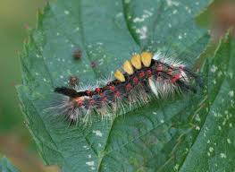 Attēlu rezultāti vaicājumam “Orgyia antiqua”