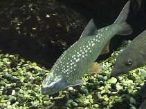 Image result for Rutilus caspicus