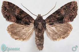 Attēlu rezultāti vaicājumam “Mniotype satura”