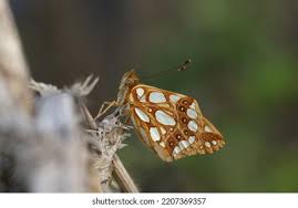 Attēlu rezultāti vaicājumam “Issoria lathonia upperside”