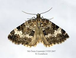 Attēlu rezultāti vaicājumam “Perizoma affinitata”