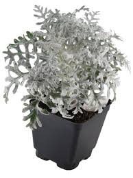 Attēlu rezultāti vaicājumam “Cribraria martinii stalked”