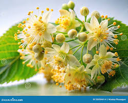 Attēlu rezultāti vaicājumam “Tilia platyphyllos subsp. cordifolia flower”