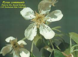 Attēlu rezultāti vaicājumam “Pyrus communis”