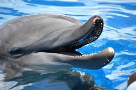 Image result for Adventure Dolphin