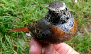 Attēlu rezultāti vaicājumam “Passeriformes”