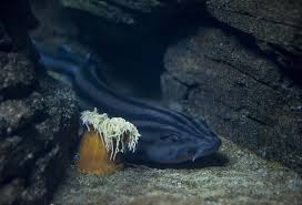 Image result for Poroderma africanum