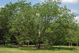 Attēlu rezultāti vaicājumam “Juglans cinerea”