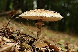 Attēlu rezultāti vaicājumam “Macrolepiota rhacodes var. bohemica”