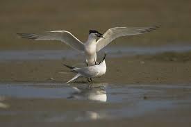 Attēlu rezultāti vaicājumam “Sterna sandvicensis”