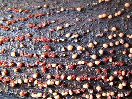 Attēlu rezultāti vaicājumam “Nectria cinnabarina”