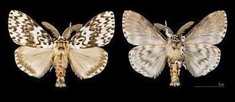 Attēlu rezultāti vaicājumam “Lymantria monacha pupa”