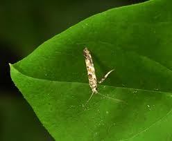 Attēlu rezultāti vaicājumam “Gracillaria syringella imago”