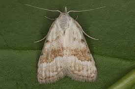 Attēlu rezultāti vaicājumam “Nola aerugula”