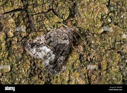 Attēlu rezultāti vaicājumam “Protodeltote pygarga”