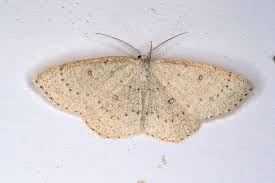 Attēlu rezultāti vaicājumam “Cyclophora albipunctata”