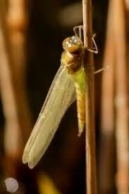 Attēlu rezultāti vaicājumam “Somatochlora flavomaculata”