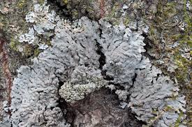 Attēlu rezultāti vaicājumam “Physconia distorta”