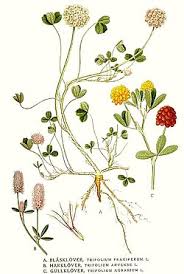Attēlu rezultāti vaicājumam “Trifolium fragiferum”