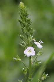 Attēlu rezultāti vaicājumam “Veronica anagallis-aquatica fruit”