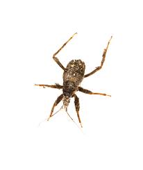 Attēlu rezultāti vaicājumam “Reduvius personatus”