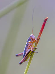 Attēlu rezultāti vaicājumam “Metrioptera brachyptera”