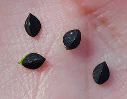 Attēlu rezultāti vaicājumam “Fallopia convolvulus fruit”